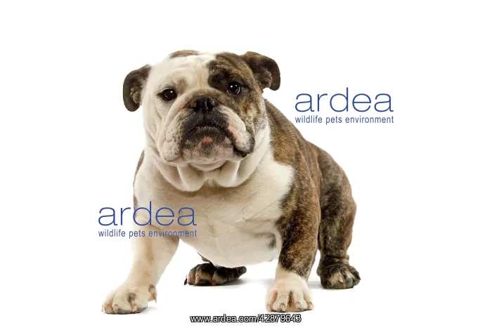  : Dog - English Bulldog