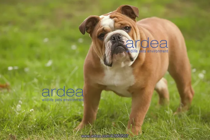  : Dog - English Bulldog