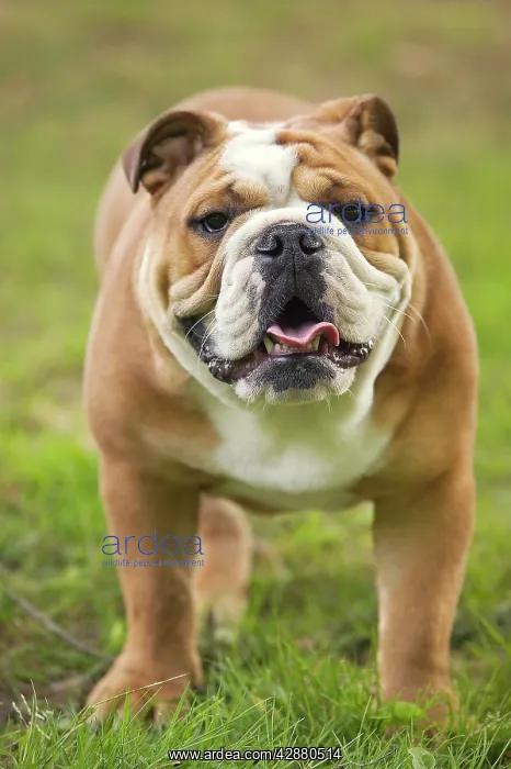  : Dog - English Bulldog