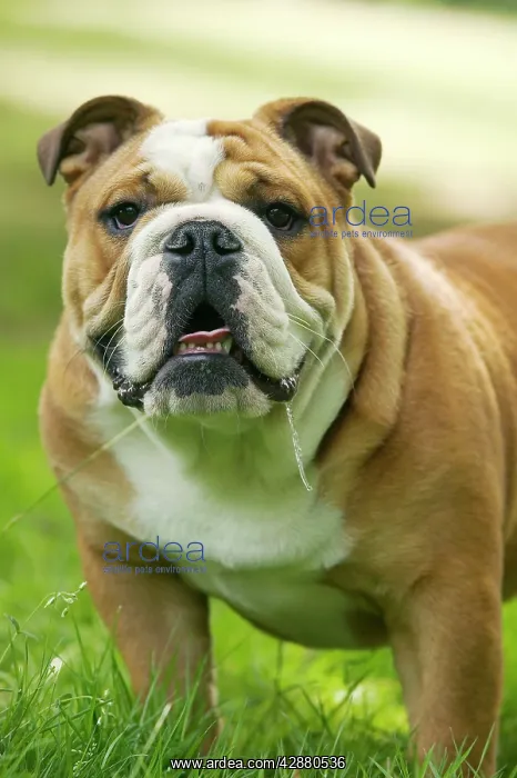  : Dog - English Bulldog