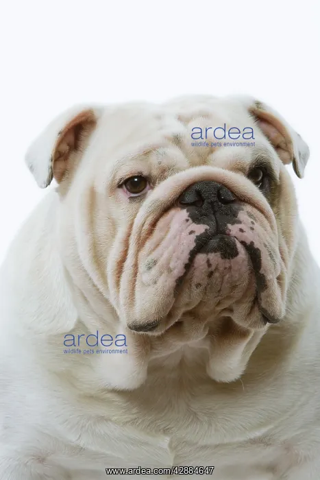  : Dog - English Bulldog