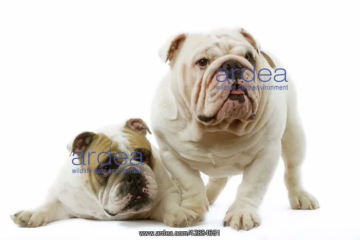  : Dog - English Bulldog