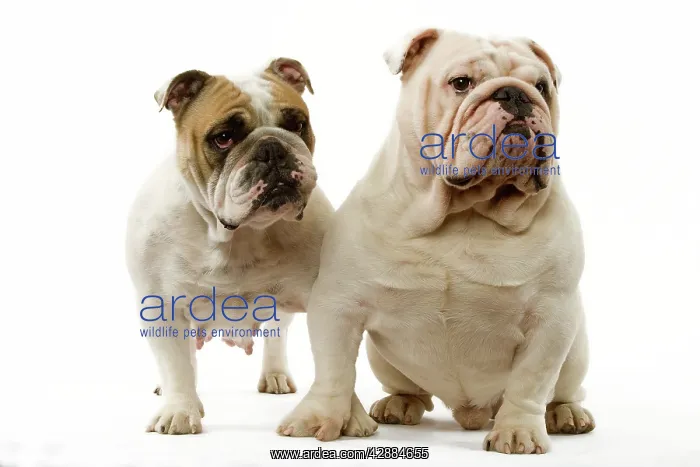 : Dog - English Bulldog
