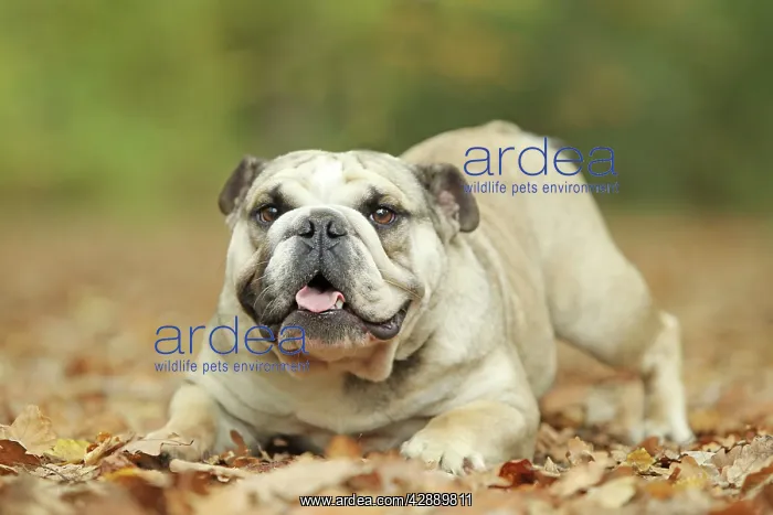  : Dog - English Bulldog
