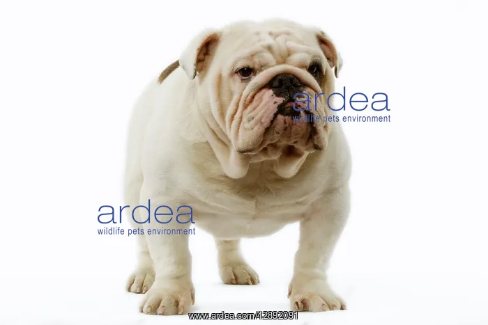  : Dog - English Bulldog