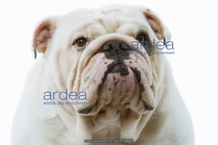  : Dog - English Bulldog