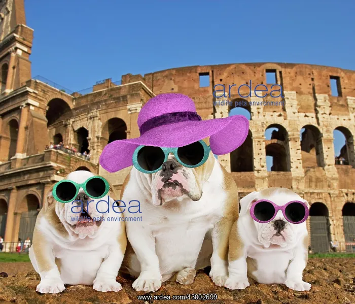 : Dog - English Bulldog : Dog - English Bulldog