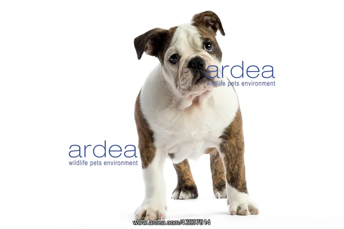 : Dog English Bulldog : Dog English Bulldog