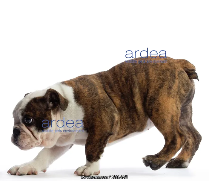 : Dog English Bulldog : Dog English Bulldog