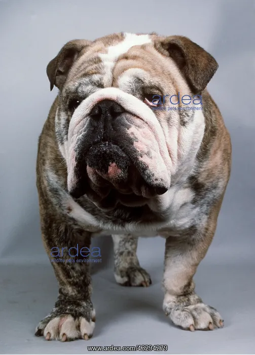 : DOG - ENGLISH BULLDOG : DOG - ENGLISH BULLDOG