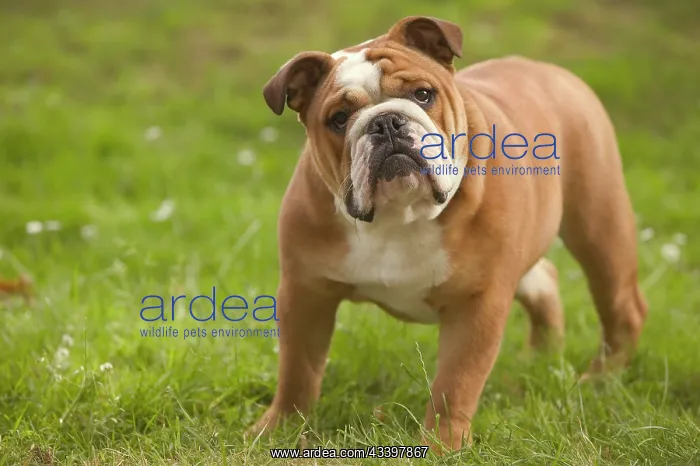  : Dog - English Bulldog