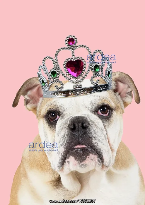 : Dog - English Bulldog 5 months old wearing Tiara : Dog - English Bulldog 5 months old wearing Tiara