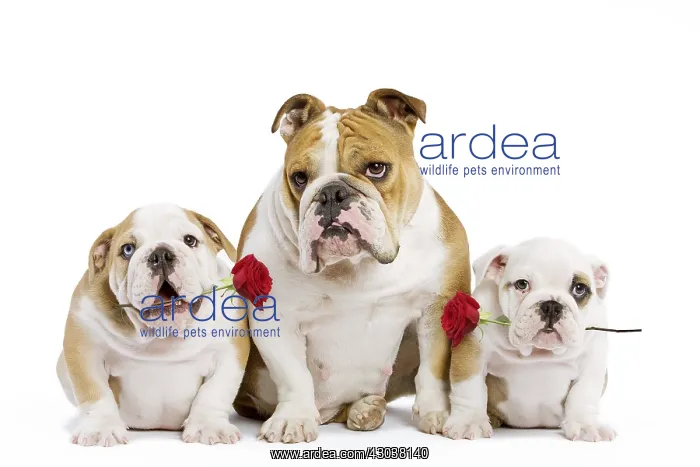  : Dog - English Bulldog - adult and puppies holding red roses
