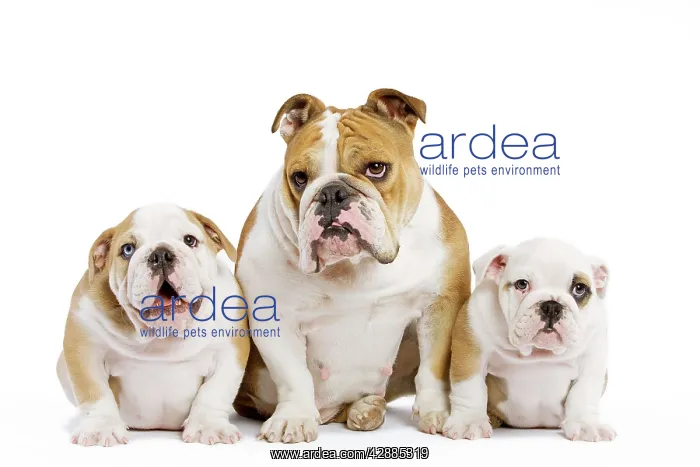 : Dog - English Bulldog - adult and puppies in studio : Dog - English Bulldog - adult and puppies in studio