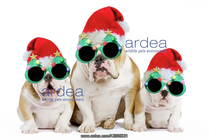 : Dog - English Bulldog - adult and puppies wearing : Dog - English Bulldog - adult and puppies wearing