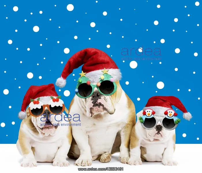 : Dog, English Bulldog - adult and puppies wearing : Dog, English Bulldog - adult and puppies wearing