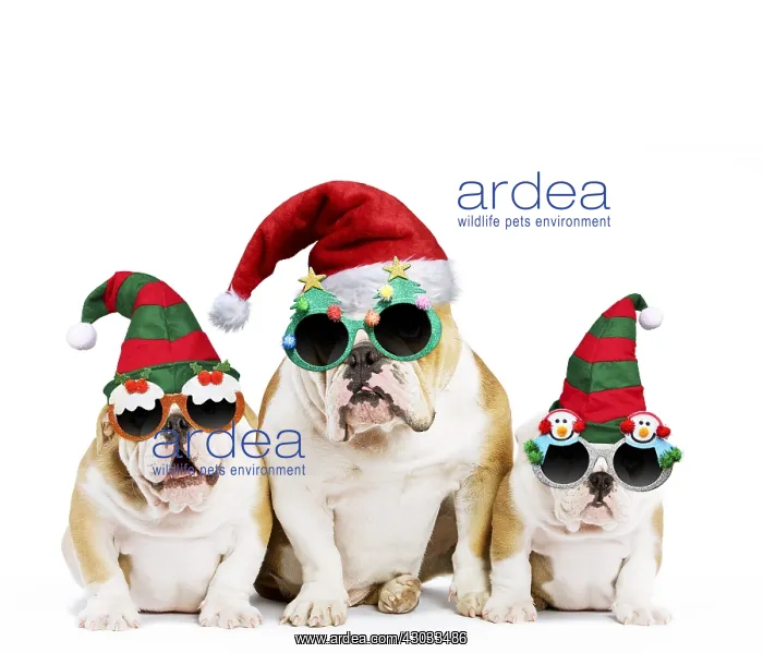 : Dog, English Bulldog - adult and puppies wearing : Dog, English Bulldog - adult and puppies wearing