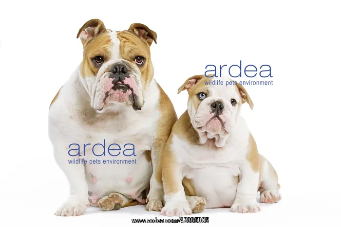 : Dog - English Bulldog - adult and puppy in studio : Dog - English Bulldog - adult and puppy in studio