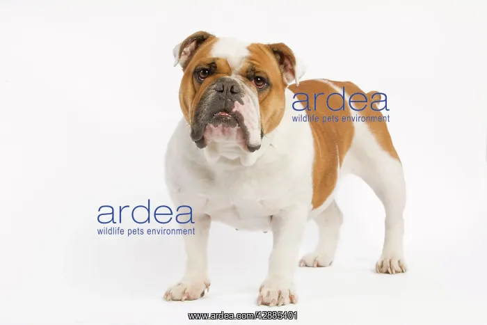  : Dog - English Bulldog - adult in studio