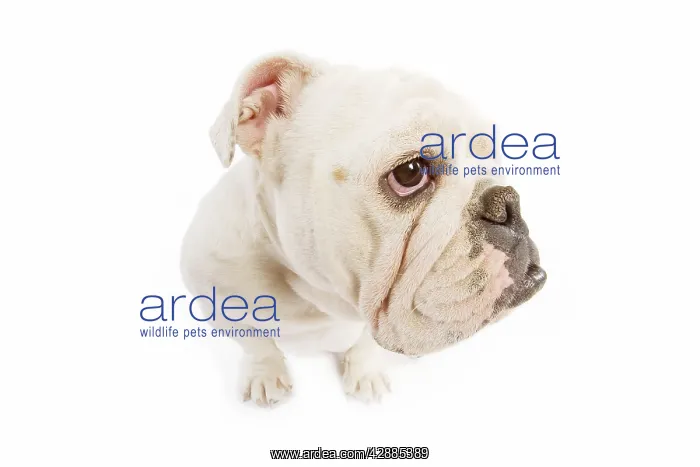  : Dog - English Bulldog - adult in studio - fish-eye lense