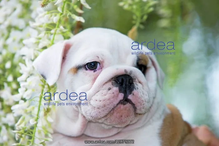  : Dog - English Bulldog close-up of face