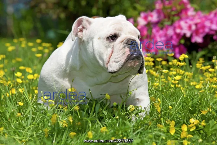  : Dog - English Bulldog in garden with flowers