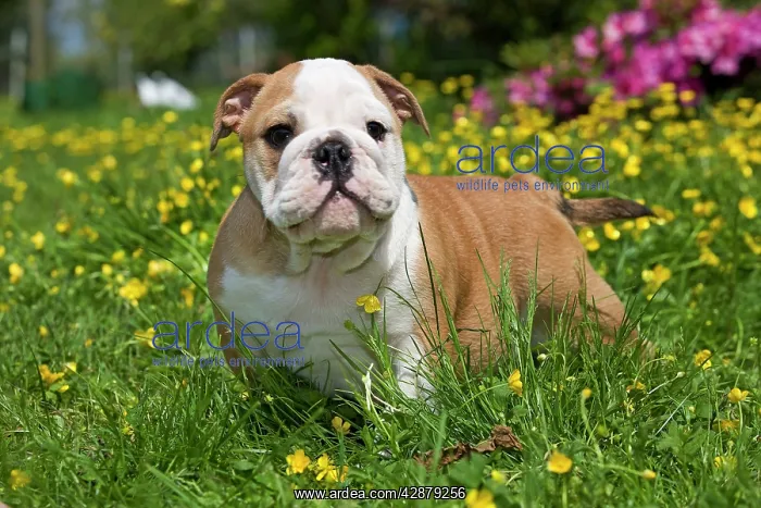  : Dog - English Bulldog in garden with flowers