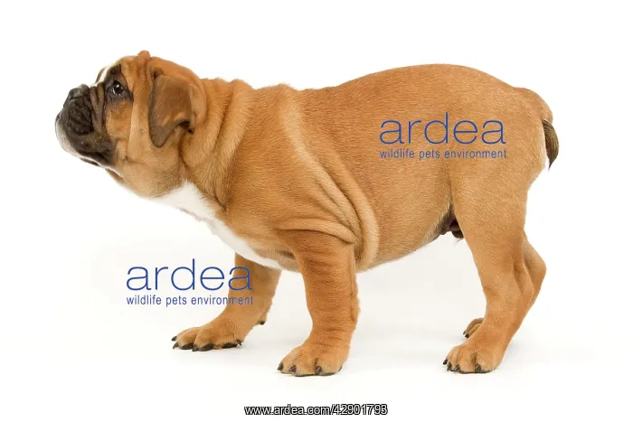  : Dog - English Bulldog puppy