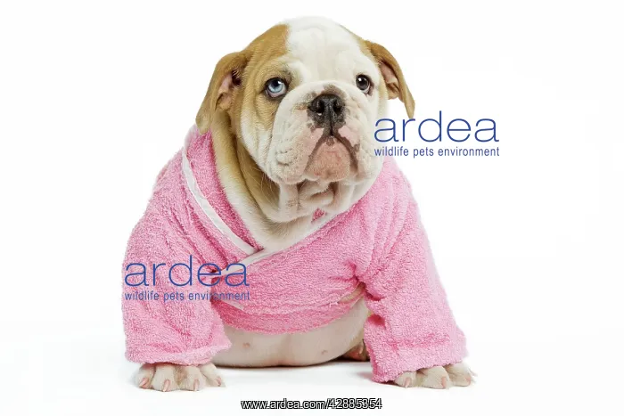 : Dog - English Bulldog - puppy dressed up in pink : Dog - English Bulldog - puppy dressed up in pink