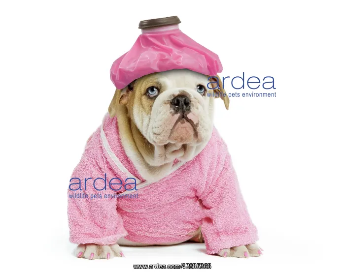 : Dog - English Bulldog - puppy dressed up in pink : Dog - English Bulldog - puppy dressed up in pink