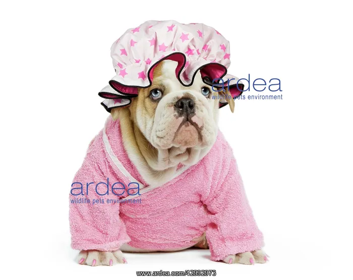 : Dog - English Bulldog - puppy dressed up in pink : Dog - English Bulldog - puppy dressed up in pink