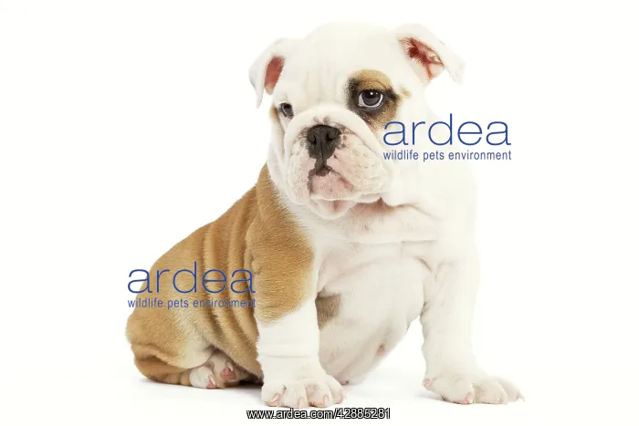  : Dog - English Bulldog - puppy in studio