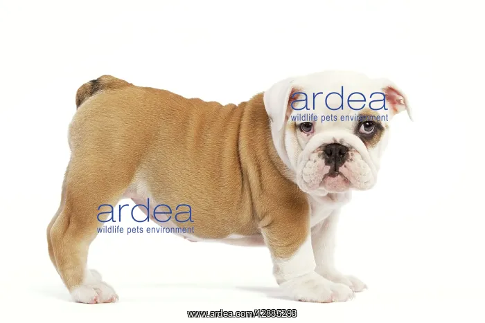  : Dog - English Bulldog - puppy in studio