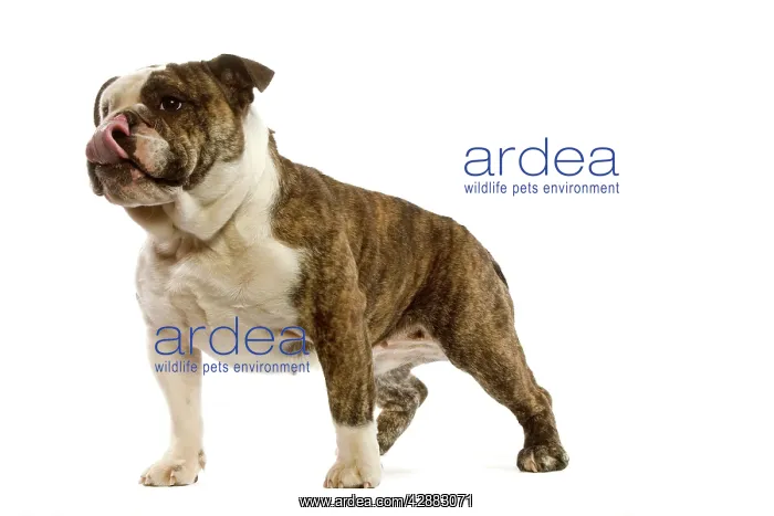  : DOG - English Bulldog in studio