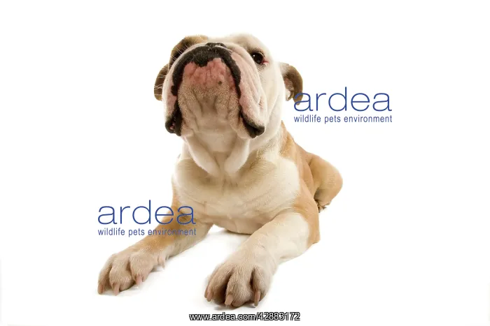  : Dog - English Bulldog in studio