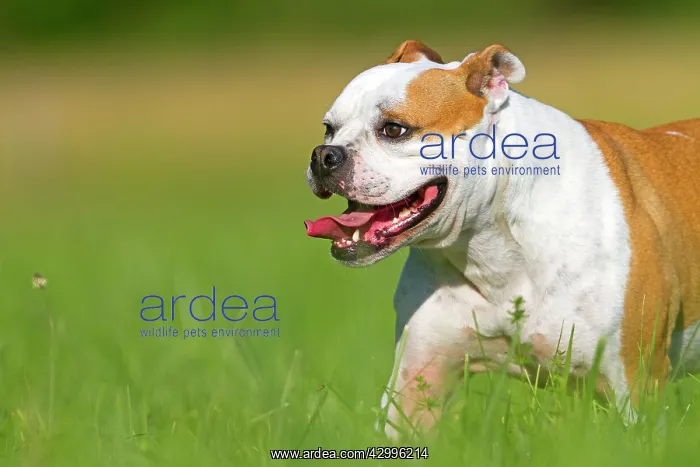 : Dog - English Bulldog - with tongue sticking : Dog - English Bulldog - with tongue sticking