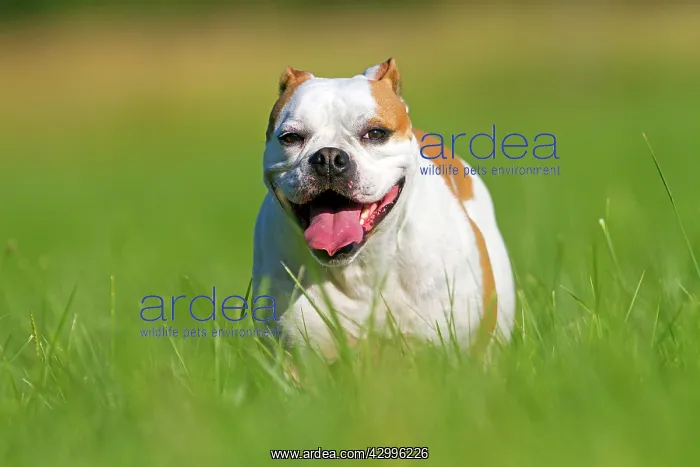 : Dog - English Bulldog. with tongue sticking out : Dog - English Bulldog. with tongue sticking out