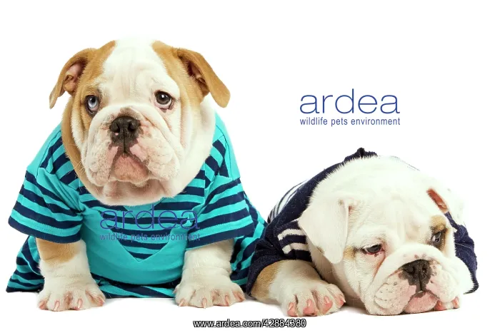  : Dog - English Bulldog - wearing blue tops