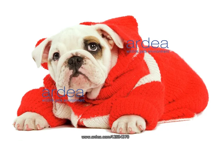 : Dog - English Bulldog - wearing red knitted hoodie : Dog - English Bulldog - wearing red knitted hoodie