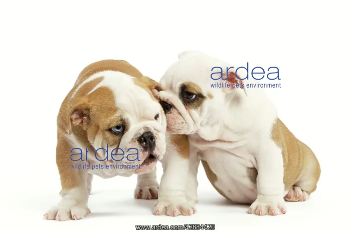 : Dog - English Bulldog - one whispering in other's ear : Dog - English Bulldog - one whispering in other's ear