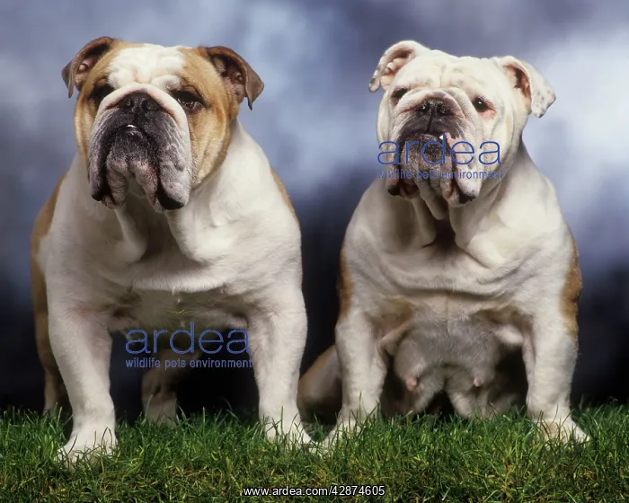  : Dog - two English Bulldogs