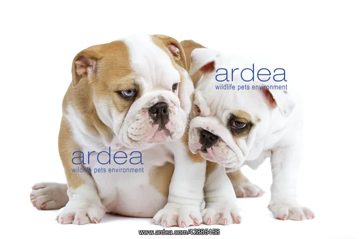  : Dog - English Bulldogs - in studio