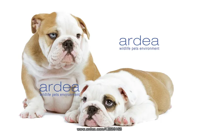  : Dog - English Bulldogs - in studio