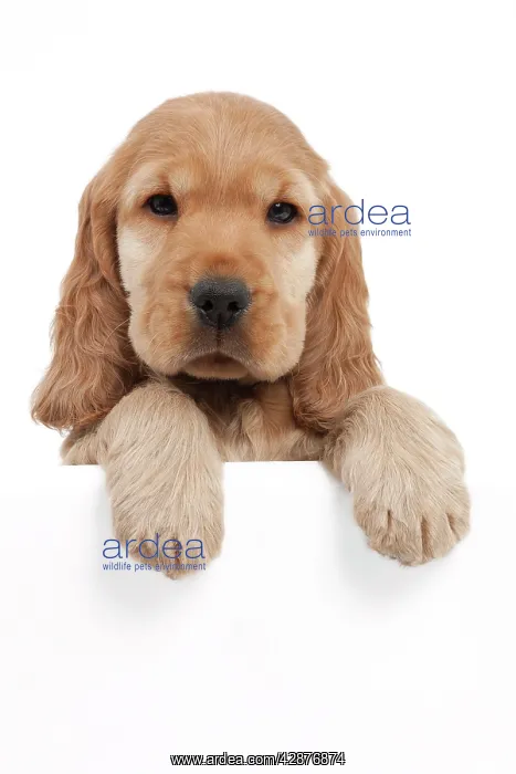 : Dog - English Cocker Spaniel - 10 week old puppy : Dog - English Cocker Spaniel - 10 week old puppy
