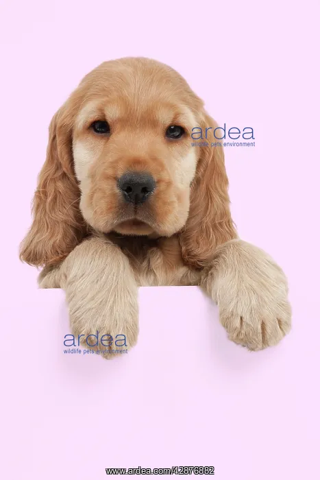  : Dog - English Cocker Spaniel - 10 week old puppy