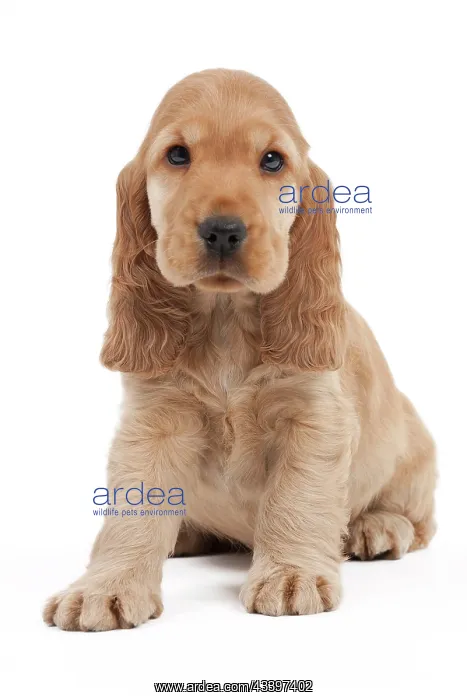 : Dog - English Cocker Spaniel - 10 week old puppy : Dog - English Cocker Spaniel - 10 week old puppy