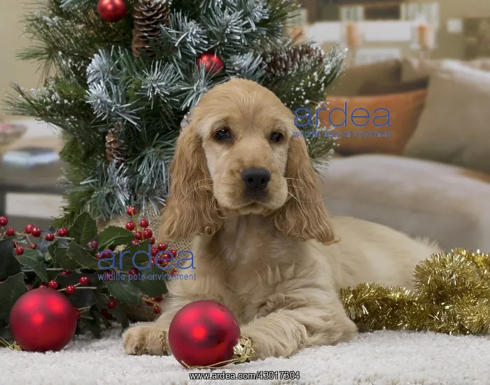 : Dog English Cocker Spaniel 3 month old puppy : Dog English Cocker Spaniel 3 month old puppy