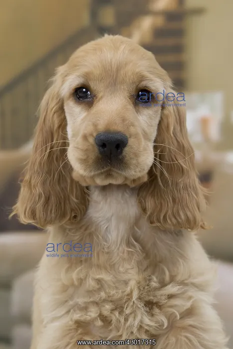 : Dog English Cocker Spaniel 3 month old puppy : Dog English Cocker Spaniel 3 month old puppy