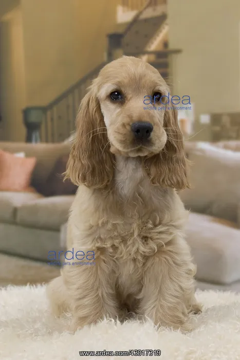 : Dog English Cocker Spaniel 3 month old puppy : Dog English Cocker Spaniel 3 month old puppy