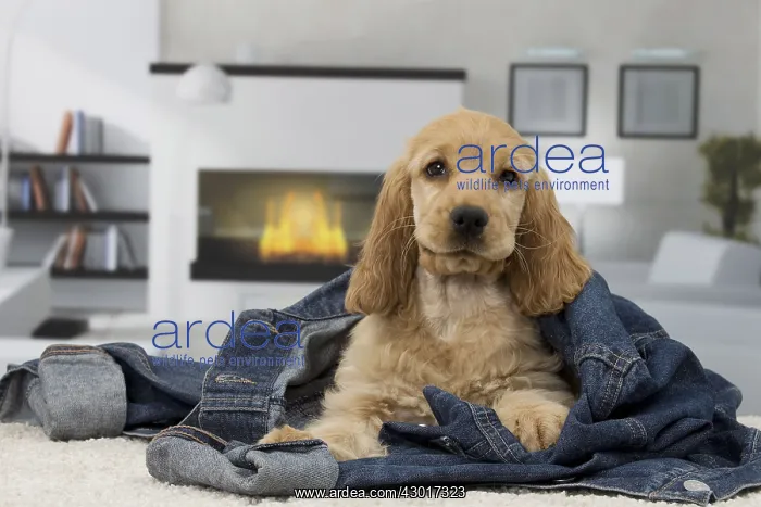  : Dog English Cocker Spaniel 3 month old puppy